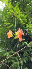 Campsis grandiflora