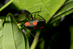 Brachystethus rubromaculatus