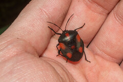 Brachystethus rubromaculatus