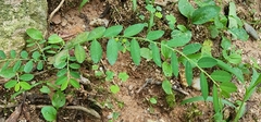 Phyllanthus ussuriensis