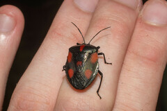 Brachystethus rubromaculatus