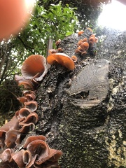 Auricularia cornea