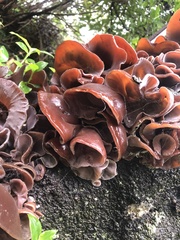 Auricularia cornea