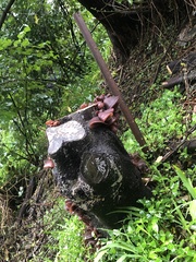 Auricularia cornea