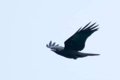 Corvus macrorhynchos macrorhynchos