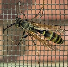 Mischocyttarus flavitarsis