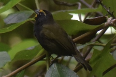 Tiaris olivaceus ravidus