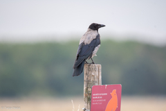 Corvus cornix