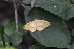 Heterolocha