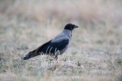 Corvus cornix