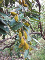 Ellipanthus tomentosus