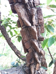 Ellipanthus tomentosus