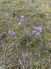 Swainsona procumbens