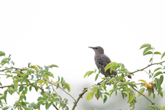 Sturnus vulgaris