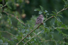 Passer domesticus