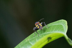 Fibrenus gibbicollis