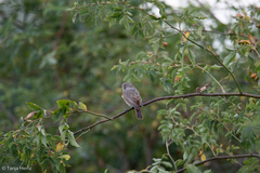 Phoenicurus phoenicurus