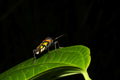 Fibrenus gibbicollis