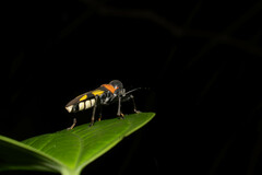 Fibrenus gibbicollis