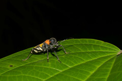 Fibrenus gibbicollis