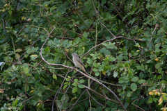 Phoenicurus phoenicurus