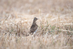 Alauda arvensis
