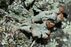 Cladonia ramulosa