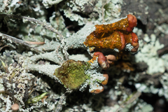 Cladonia ramulosa