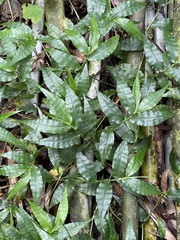 Ichnanthus pallens