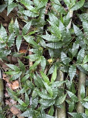 Ichnanthus pallens