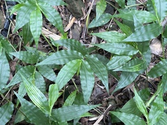 Ichnanthus pallens