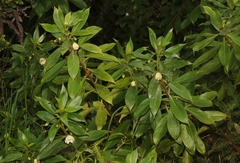 Lysimachia glutinosa