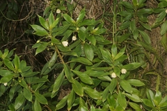 Lysimachia glutinosa
