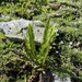 Polystichum kruckebergii × lonchitis - Photo (c) Steve Ansell, algunos derechos reservados (CC BY-NC), subido por Steve Ansell