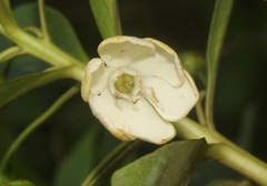 Lysimachia glutinosa