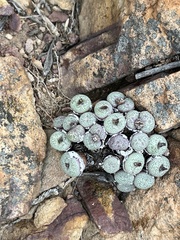 Conophytum truncatum