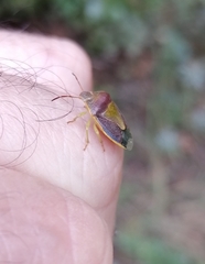 Piezodorus lituratus