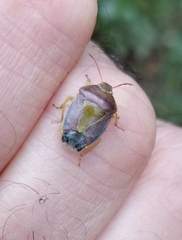 Piezodorus lituratus