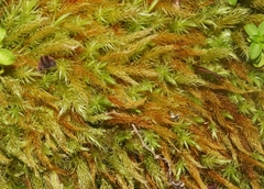 Pyrrhobryum spiniforme