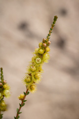 Verticordia lepidophylla