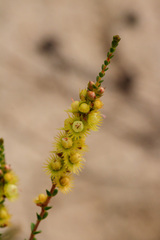 Verticordia lepidophylla