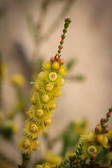Verticordia lepidophylla