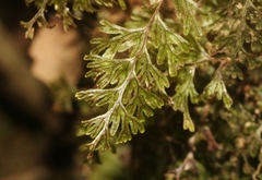 Hymenophyllum lanceolatum