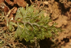 Hymenophyllum lanceolatum
