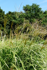 Miscanthus
