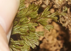 Hymenophyllum lanceolatum