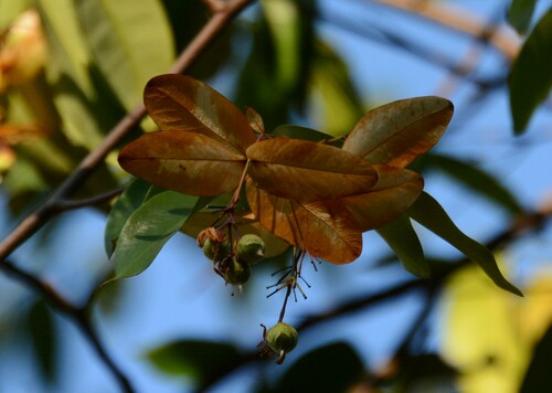Enkleia malaccensis observed 2021-02-06