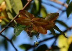Enkleia malaccensis