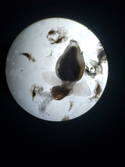 Clione