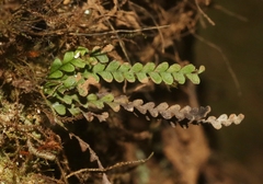 Stenogrammitis saffordii